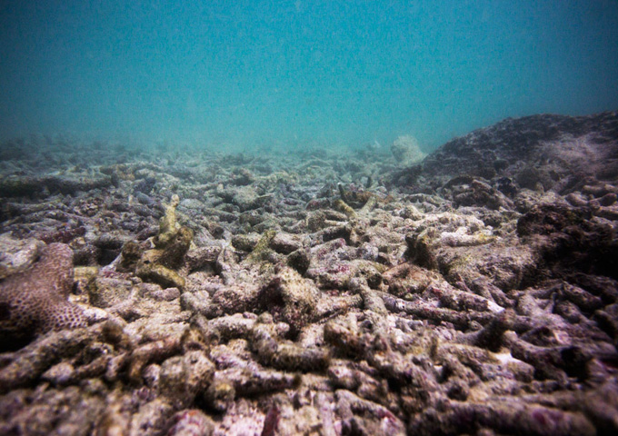 Cambio climático causará blanqueamiento coralino