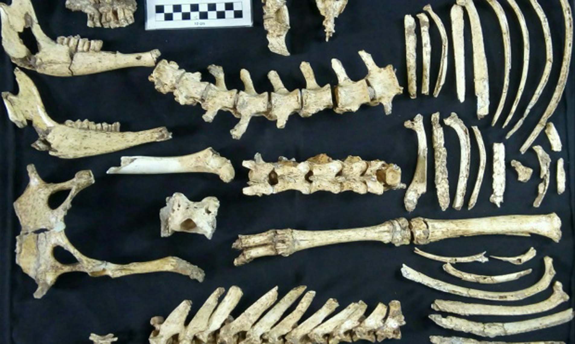 Descubren el ejemplar de ciervo fósil más completo de Argentina