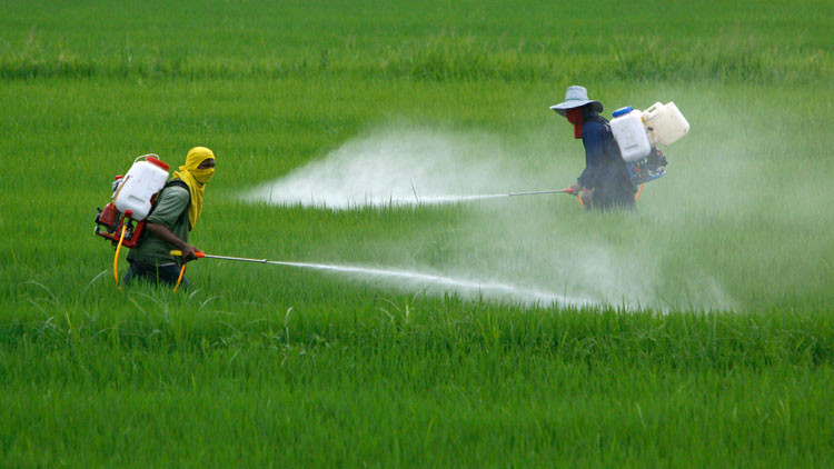 Pesticidas provocan 200 mil muertes cada año